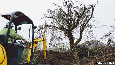 Mulberry tree