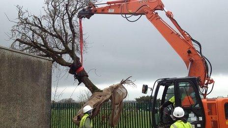 The mulberry tree