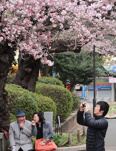 Cherry blossom