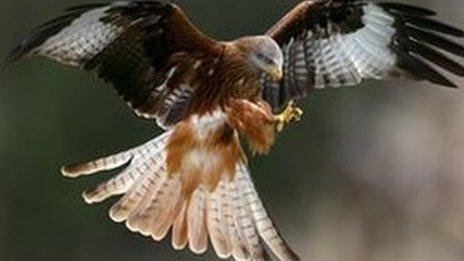 Red kite