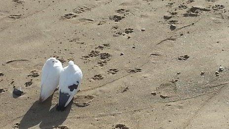 birds on beach