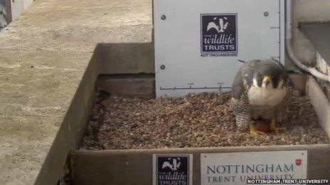 Nottingham peregrines