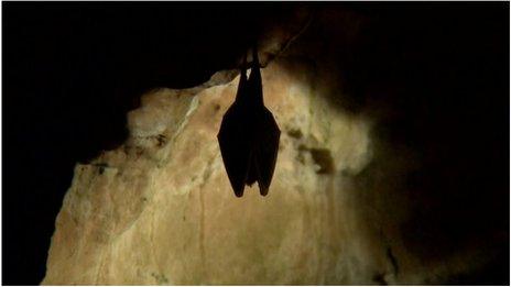 Horseshoe bat