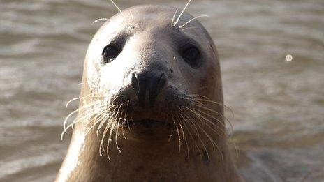 Seal at Ythan Estuary, photo courtesy of Calum Ross