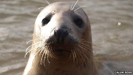 Seal at Ythan Estuary, photo courtesy of Calum Ross