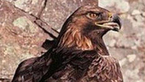 Golden eagle