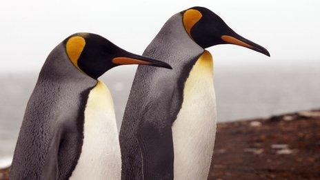 Penguins