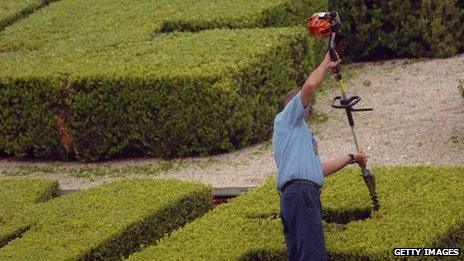 Man trimming hedges