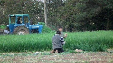 Picture of illegal workers in a field in Worcestershire in 2010