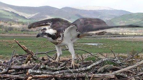 Monty the Osprey