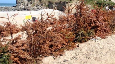 Christmas tree buried at Porthtowan