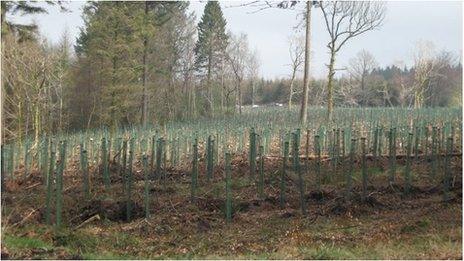 The restocked area at Wentwood Forest