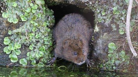 Water vole