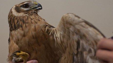 Pallid harrier with a broken wing