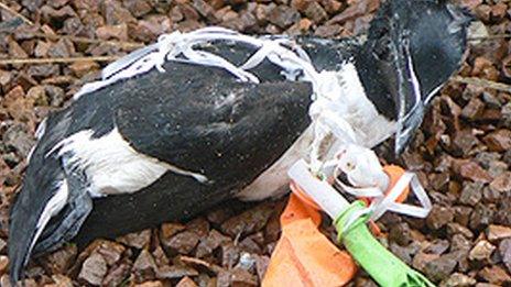 Razorbill caught in balloon cord