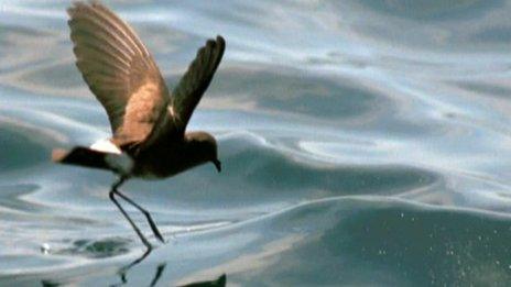 Storm petrel