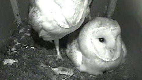 owl webcam