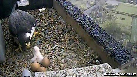 The first glimpse of the newly hatched chick