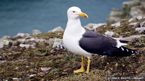 Lesser black back gull