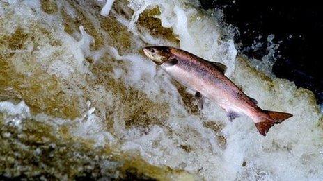 salmon leaping up river