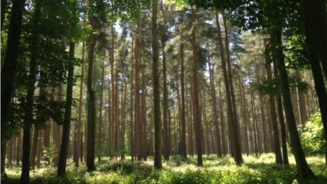 Forest canopy to host Living Symphonies