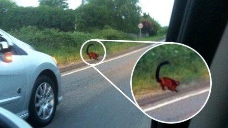 Red-ruffed lemur on roadside