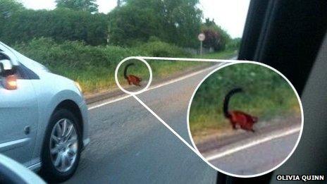 Red-ruffed lemur on roadside