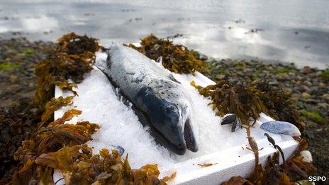 Scottish salmon