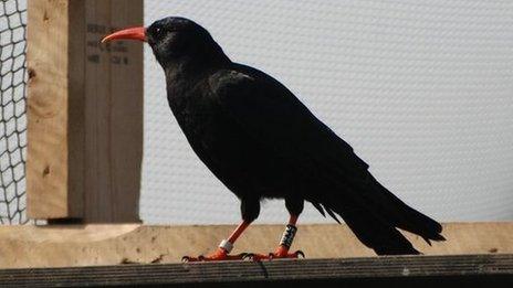 Red-billed chough