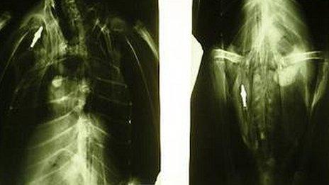 X-rays of crossbow bolts in swan