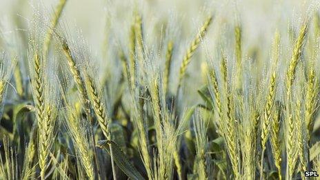 A wheat field