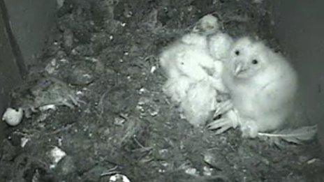 Owlets in nesting box