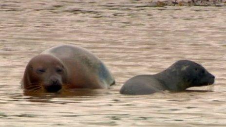 Seal with pup