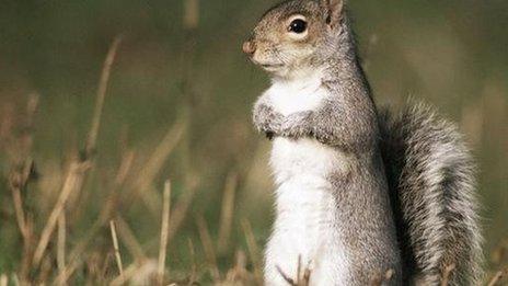 Grey squirrel