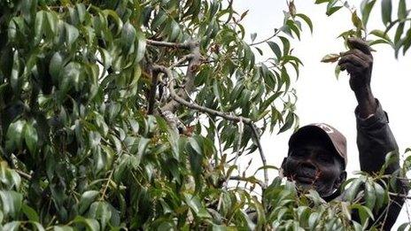 A man gathers khat from a tree on his farm in Meru some 300km north of Nairobi (January 2011)