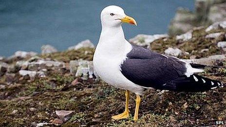 Lesser black-backed gull