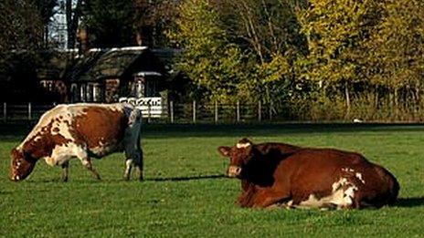 Irish Moiled cattle at Croxteth Country Park