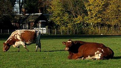 Irish Moiled cattle at Croxteth Country Park