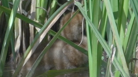 A crane chick at WWT Slimbridge