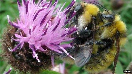 Mating great yellow bumblebees. Pic: DSRL