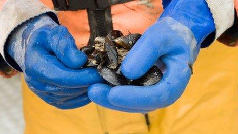 Man holding mussels