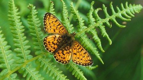 Small pearl-bordered fritillary butterfly