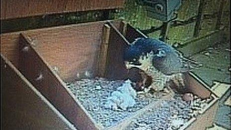 Peregrine falcon chicks, Salisbury Cathedral