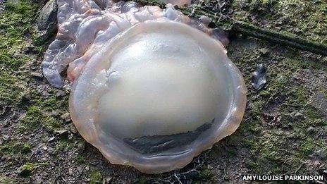 Barrel jellyfish washed up