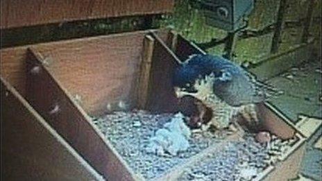 Peregrine falcon chicks, Salisbury Cathedral