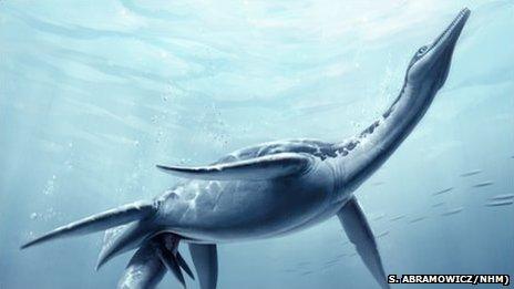 Plesiosaur giving birth (Credit: S. Abramowicz/NHM)