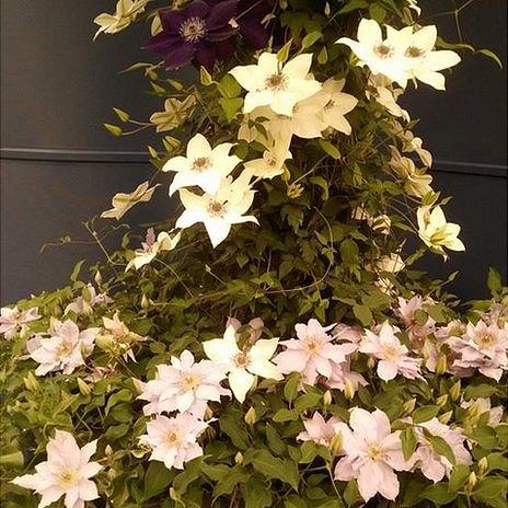 Guernsey Clematis display at RHS Chelsea 2014