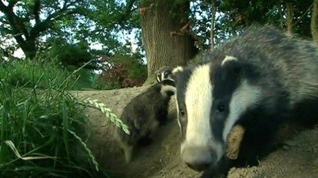 Badgers