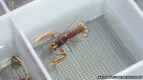 A juvenile lobster at the hatchery