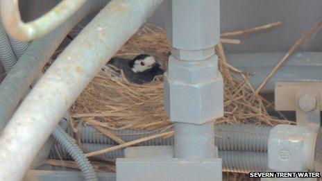 Pied wagtail on the nest